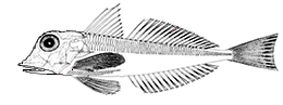 Chelidonichthys cuculus_001.jpg